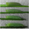 kir climene larva2 volg